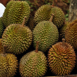 mitos tentang buah durian